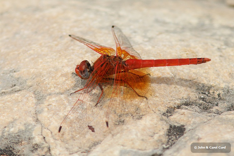 J15B0412 Trithemis kirbyi male.JPG